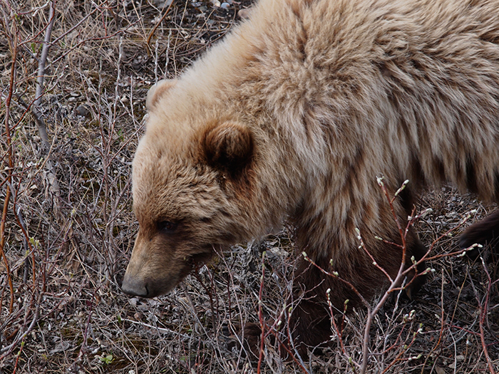 Grizzly Bear, Denali National Park